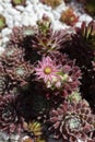 Sempervivum arachnoideum flower, cobweb houseleek, growing in a garden bed Royalty Free Stock Photo