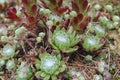 Sempervivum arachnoideum green succulent