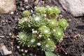 Sempervivum arachnoideum group of plants in the garden, rosettes with spider webs