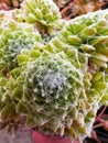 Sempervivum Arachnoideum plant close-up