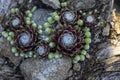 Sempervivum arachnoideum succulent perennial plant, cobweb house-leek with typical spider webs, purple and green rosettes