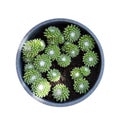 Sempervivum Arachnoideum succulents (Cobweb Houseleeks) growing in the pot isolateed on whhite background Royalty Free Stock Photo