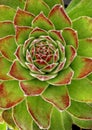 Hens and Chicks plant/Sempervivum rosette Royalty Free Stock Photo