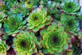 Sempervivum bunch, a group of succulent plants in miniature - vintage effect style
