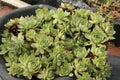 Sempervivum charadzeae, houseleeks or liveforever in spring garden Royalty Free Stock Photo