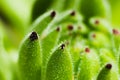 Sempervivum close up green with red tips Royalty Free Stock Photo