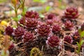 Sempervivum