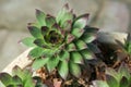 Sempervivum flower Flowering sempervivum in macro shot Royalty Free Stock Photo