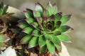 Sempervivum flower Flowering sempervivum in macro shot Royalty Free Stock Photo