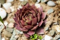 Sempervivum flower Flowering sempervivum in macro shot Royalty Free Stock Photo