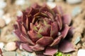 Sempervivum flower Flowering sempervivum in macro shot Royalty Free Stock Photo