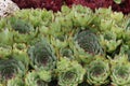 Sempervivum flower Royalty Free Stock Photo