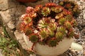Sempervivum flower Royalty Free Stock Photo
