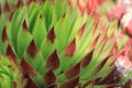 Sempervivum flower Royalty Free Stock Photo