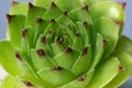 Sempervivum flower - Flowering sempervivum in macro shot Royalty Free Stock Photo