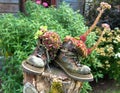 Sempervivum flower in two old boots stand on a tree stump Royalty Free Stock Photo