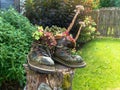 Sempervivum flower in two old boots stand on a tree stump Royalty Free Stock Photo