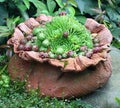 Sempervivum in a garden vase.