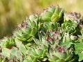 Sempervivum