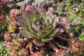 Sempervivum grows in the garden