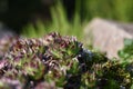 Sempervivum grows in a rock garden Royalty Free Stock Photo