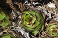 Sempervivum grows in a rock garden Royalty Free Stock Photo