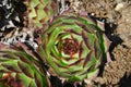 Sempervivum grows in a rock garden Royalty Free Stock Photo