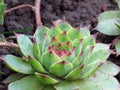 Sempervivum Gypsy. Drought Tolerant Plants. Close up view. Green leaves on blurred ground background.