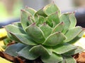 Sempervivum Gypsy with chubby little leaves. Drought Tolerant Plants. Succulents, xerophyte. Appletini Hens & Chicks Sempervivum.