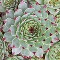 Sempervivum Hirtum close up