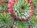 Sempervivum Hirtum plant study Royalty Free Stock Photo