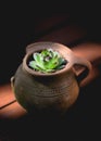 Houseleek in clay pot