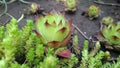 Sempervivum Houseleek in the garden Royalty Free Stock Photo