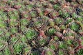 Sempervivum, houseleek, rock garden plant Royalty Free Stock Photo