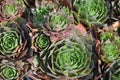 Sempervivum, houseleek, rock garden plant Royalty Free Stock Photo