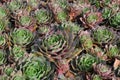 Sempervivum, houseleek, rock garden plant Royalty Free Stock Photo