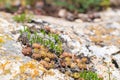 Sempervivum Houseleek succulent plants on stone Royalty Free Stock Photo