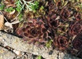 Sempervivum, houseleeks or liveforever in spring garden Royalty Free Stock Photo