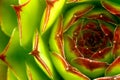 Sempervivum macro Royalty Free Stock Photo