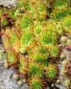 Sempervivum montanum. Mountain houseleek. Flowers of the Alps Royalty Free Stock Photo