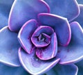 Sempervivum petals Royalty Free Stock Photo