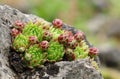 Sempervivum petrillii Royalty Free Stock Photo