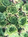 Sempervivum plant closeup green mosaic Royalty Free Stock Photo