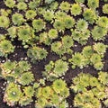 Sempervivum plant herb Royalty Free Stock Photo