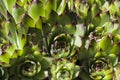 Sempervivum plant - live forever