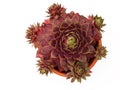 Sempervivum plant and offshoots