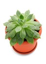 Sempervivum plant in a pot