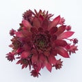 Sempervivum plant of the variety Black Prince