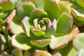 Sempervivum plants Royalty Free Stock Photo