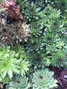 Sempervivum plants jostle for space